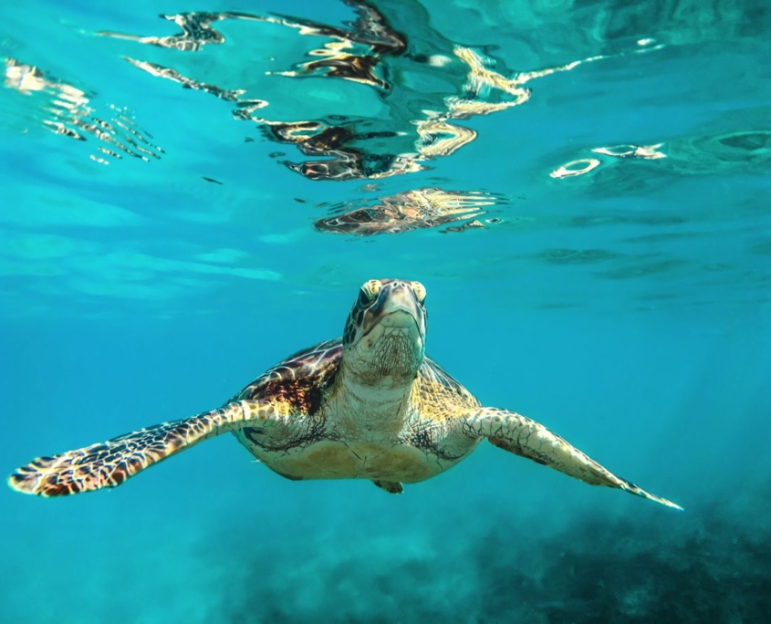 tartaruga marina ai Caraibi