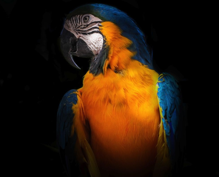 Pappagallo del Brasile