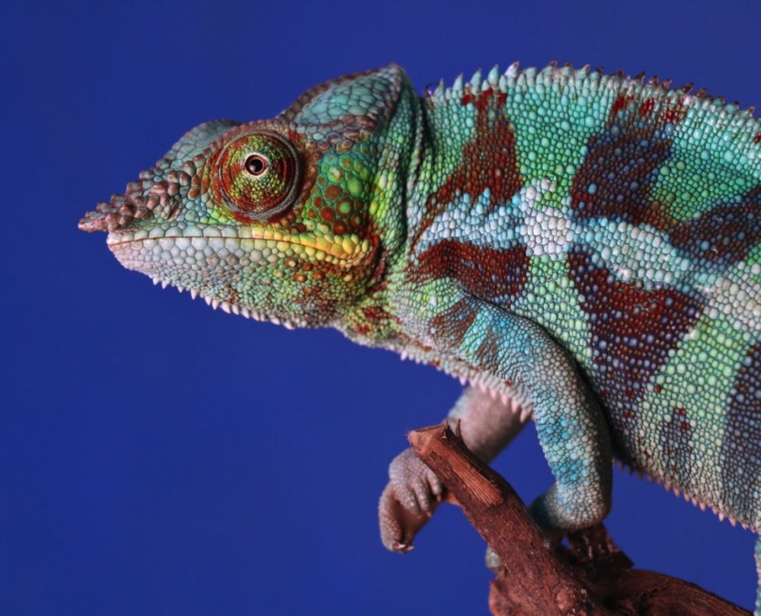 camaleonte camaleonte