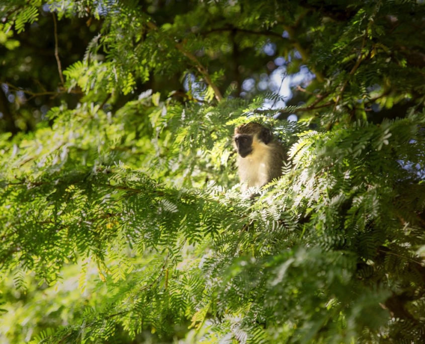 scimmia caraibica su albero